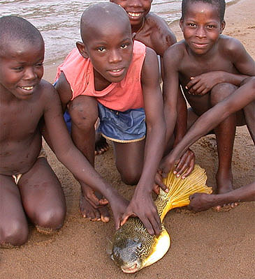 Record photograph for Tetraodon mbu